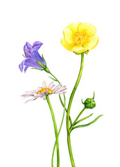 watercolor drawing wild flowers