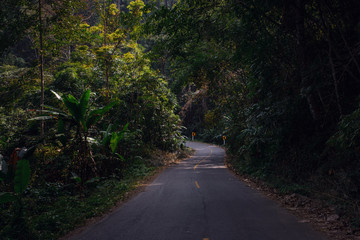 Summer forest road in Asia The surface is asphaltic concrete.