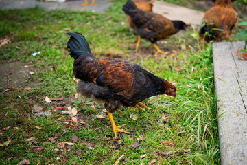Domestic village hens walk in a clearing, free range