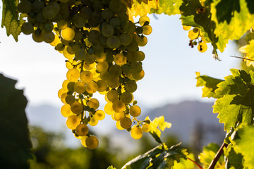 Prosecco white grapes on a vineyard befor harvesting in Valdobbiadene hills. Veneto. Italy