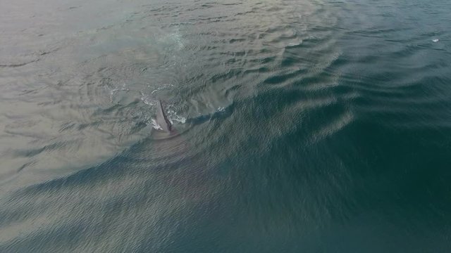 Humpback Whale Watching off Isla Conadora, Las Perlas Panama Aerial View