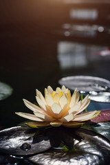 Beautiful Thai Lotus in dark blue water surface
