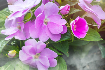 Rose periwinkle, Catharanthus roseus, commonly known as bright eyes, Cape periwinkle, graveyard...