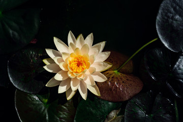 Beautiful Thai Lotus in dark blue water surface