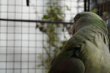 parrot