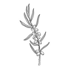 vector drawing sea buckthorn