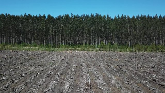 Drone Aerial View of Deforestation in Countryside of Chile. Cutting Trees For Economic Purpose, Climate Change Concept