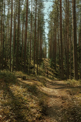 Sunny path in natural coniferous forest with pine trees in late spring in the north of Russia.