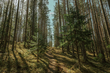 Pine forest on a sunny day of late spring in Russian north. 