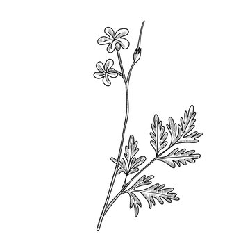 vector drawing Robert geranium