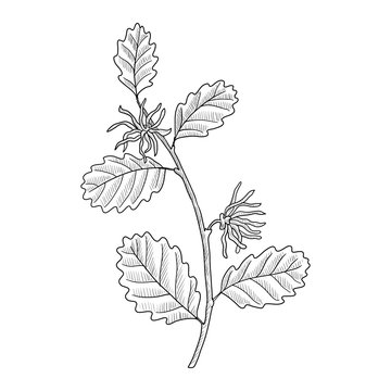 vector drawing witch-hazel