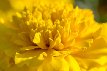 Closeup photo of a marigold flower.