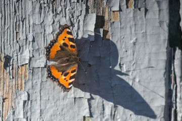 An orange butterfly sits on a fence.