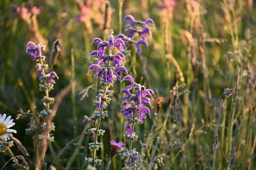 Früh am frostigen eisheiligen Morgen