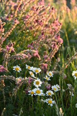 Früh am frostigen eisheiligen Morgen