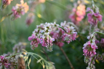 Früh am frostigen eisheiligen Morgen