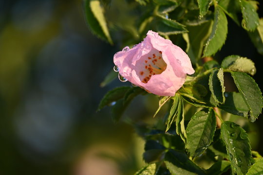 Offene rosa Rose am Zweig in Nahaufnahme