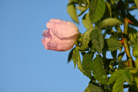 Rosa Rosenbl&uuml;te vor blauem Himmel