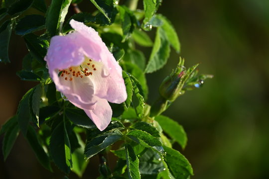 Rosa Rosenbl&uuml;te und Knospen am gr&uuml;nen Zweig