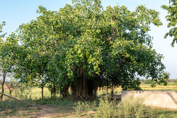 Picture of a beautiful banyan tree inside the vast land