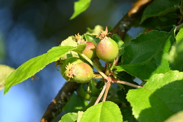 Früh am frostigen eisheiligen Morgen
