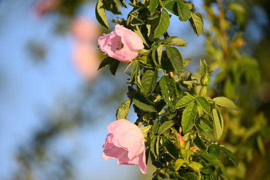 Zwei rosa Rosenbl&uuml;ten zwischen gr&uuml;nen Bl&auml;ttern