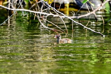 のんびりとくつろぐカイツブリのヒナ
