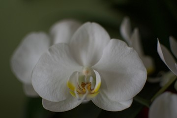 Fototapeta na wymiar Close-up Of White Flowers