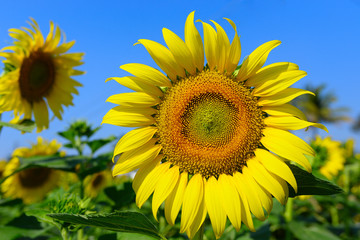 Sunflower natural background. Sunflower blooming. Close-up of sunflower.