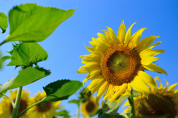 Sunflower natural background. Sunflower blooming. Close-up of sunflower.
