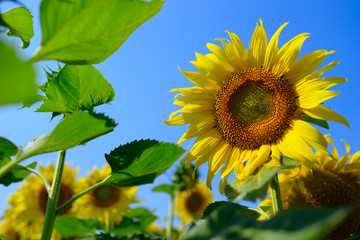 Sunflower natural background. Sunflower blooming. Close-up of sunflower.