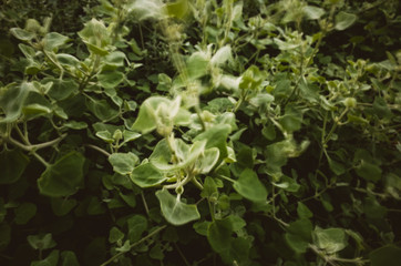 Green plant leaves