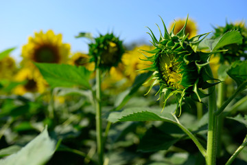 Sunflower natural background. Sunflower blooming. Close-up of sunflower.