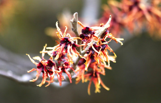 Close-up Of Red American Witchhazel Flowers On Branch