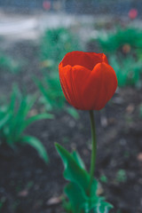 red blooming tulip bud with wet large droplets in the rain on a flowerbed in a home garden close-up, faded tint, selective focus, dark color