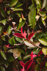 red and green leaves