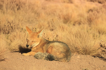 One Andean Fox Sunbathing in the Field of Atacama Desert, Altiplano of Northern Chile, South America