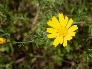 Walking in the morning on the country roads. A daisy illuminated by the midday sun on the background of the green lawn.