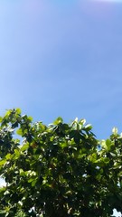 Fototapeta premium green leaves against blue sky