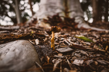 mushroom in the forest