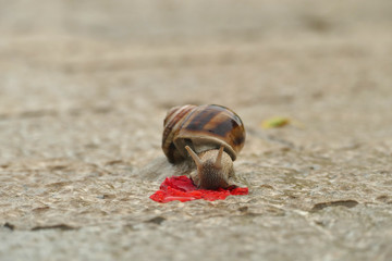 Macro shot of snail eating red rose leaf on wet ground
