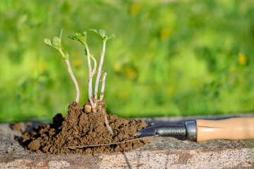 work of the farmer in infield.Planting vegetables.young seedling Close up Working in vegetable garden. Metal spade. Agriculture. Farming .Root and sprout macro