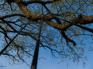 fishing rods and a large branch against the sky