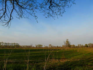 the trees and bushes on the field