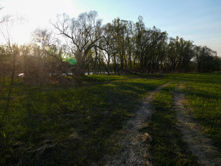 trees bushes and road to the field