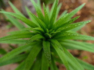 young shoots of the plant in drops of rain close-up