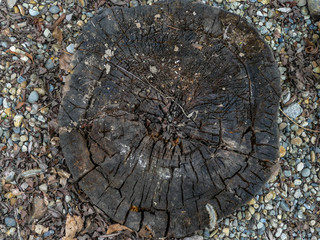 texture of an old stump on a gravel background