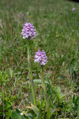Neotinea tridentata, the three-toothed orchid, Strabisov-Oulehla Nature Reserve, Czech Republic