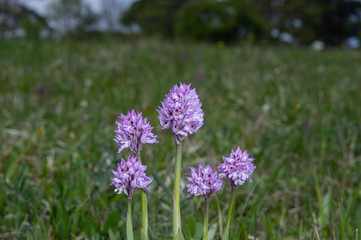 Neotinea tridentata, the three-toothed orchid, Strabisov-Oulehla Nature Reserve, Czech Republic