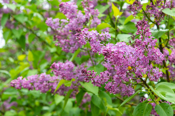 Fototapeta na wymiar Beautiful sprigs of blooming lilac with water droplets after rain